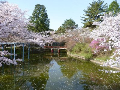 🌸 쓰카이라쿠 공원 이미지 2
